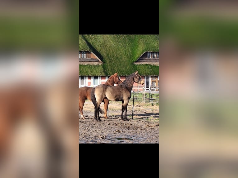 Árabe bereber Caballo castrado 5 años 157 cm Buckskin/Bayo in Wagenfeldgenfeld