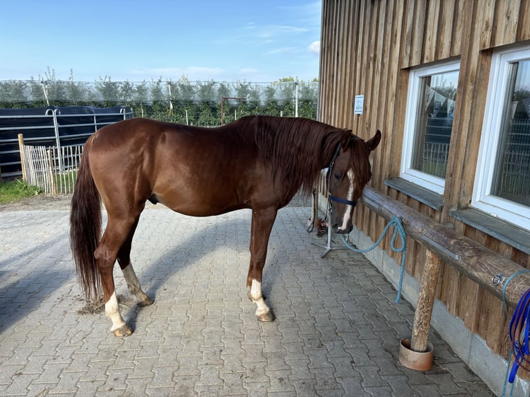 Árabe bereber Caballo castrado 6 años 160 cm Alazán in Tettnang