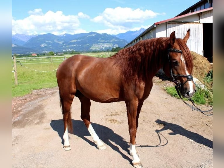 Árabe bereber Caballo castrado 6 años 160 cm Alazán in Tettnang