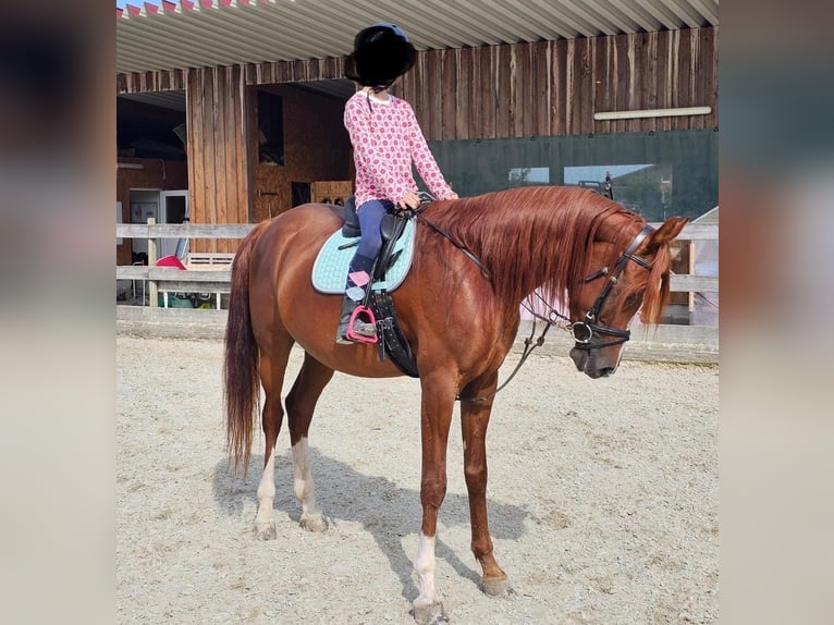 Árabe bereber Caballo castrado 6 años 160 cm Alazán in Tettnang