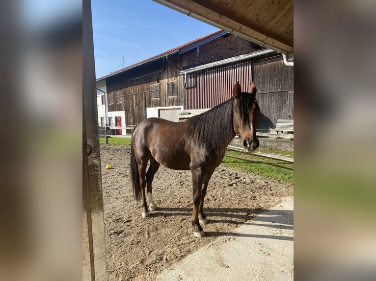 Árabe bereber Caballo castrado 9 años 155 cm Alazán in SöchtenauSöchtenau