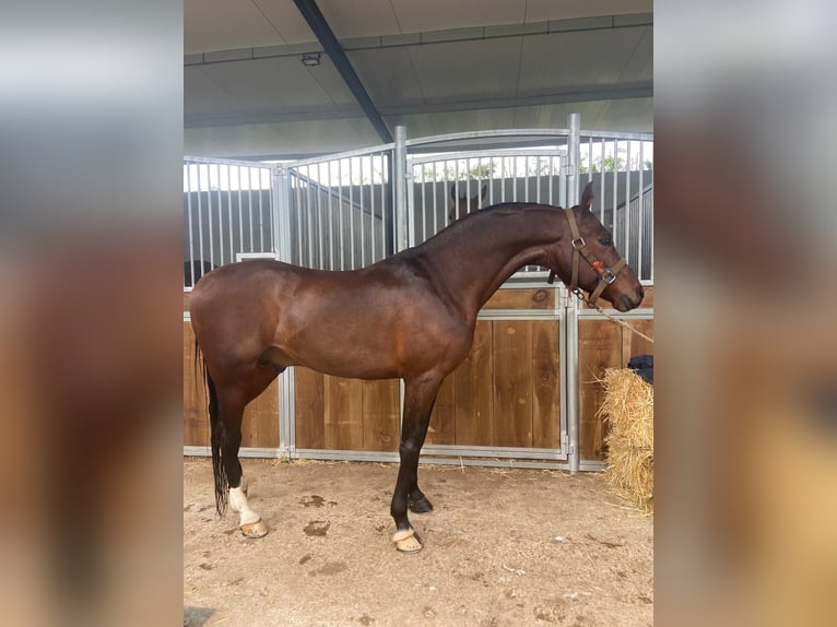 Árabe bereber Semental 10 años 157 cm in Las Piñas