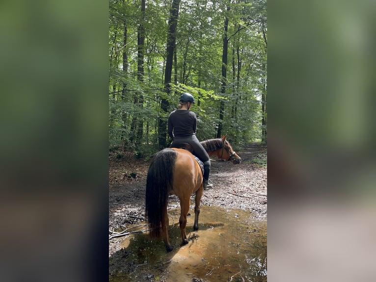 Árabe bereber Semental 14 años 153 cm Castaño in Merzig