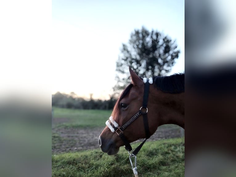 Árabe bereber Semental 14 años 153 cm Castaño in Merzig