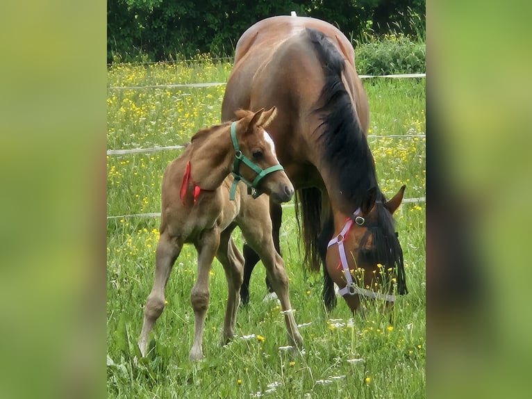 Árabe bereber Mestizo Semental 1 año Tordo in Alfdorf