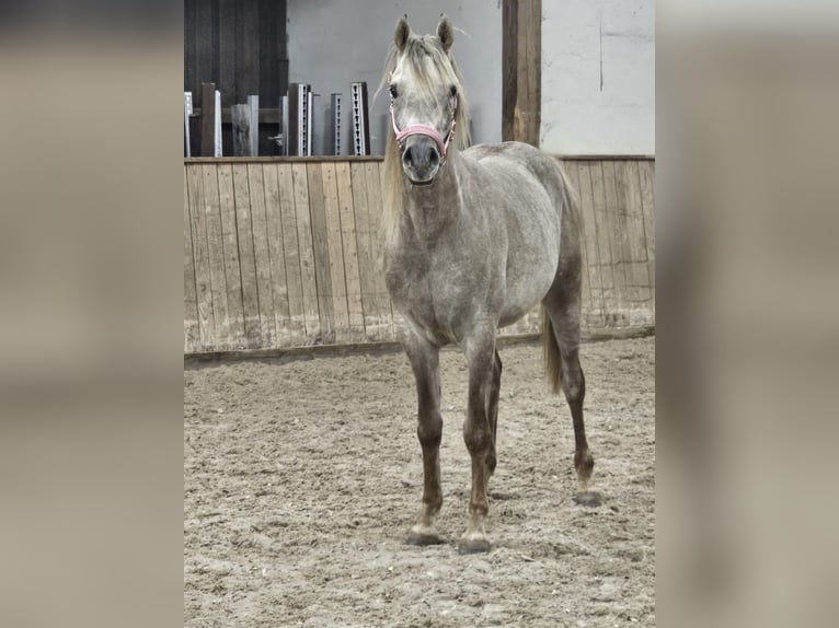 Árabe bereber Semental 3 años in Hardthausen am Kocher