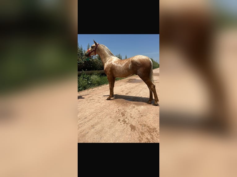 Árabe bereber Semental Palomino in Seville