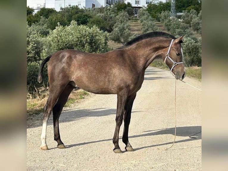 Árabe bereber Mestizo Semental Potro (03/2026) 143 cm Tordo in El Saucejol