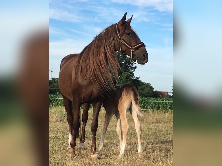 Árabe bereber Semental Potro (06/2025) 155 cm Alazán-tostado in Wagenfeld