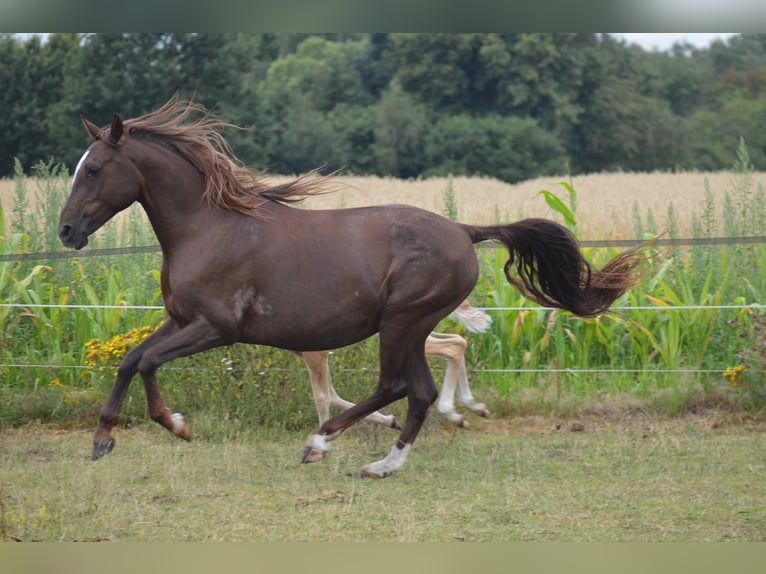 Árabe bereber Semental Potro (06/2025) 155 cm Alazán-tostado in Wagenfeld