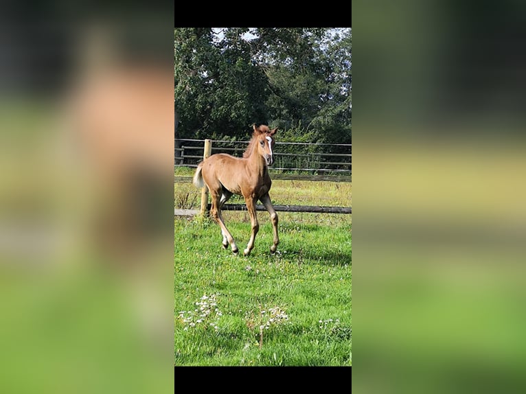 Árabe bereber Semental Potro (06/2025) 155 cm Alazán-tostado in Wagenfeld
