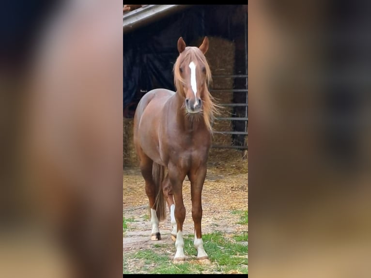 Árabe bereber Semental Potro (06/2025) 155 cm Alazán-tostado in Wagenfeld