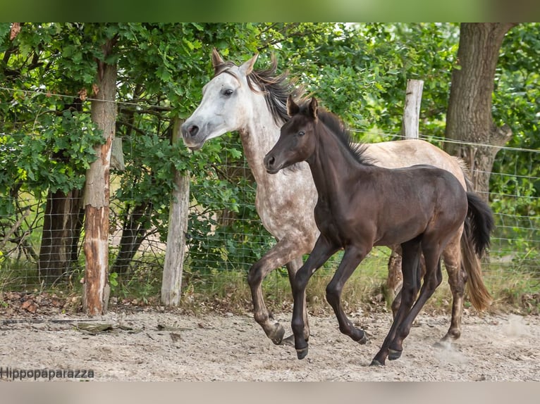 Árabe bereber Semental Potro (04/2024) 160 cm Tordillo negro in Löwenberger Land