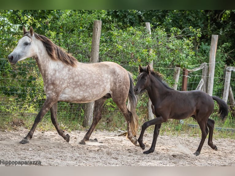 Árabe bereber Semental Potro (04/2024) 160 cm Tordillo negro in Löwenberger Land