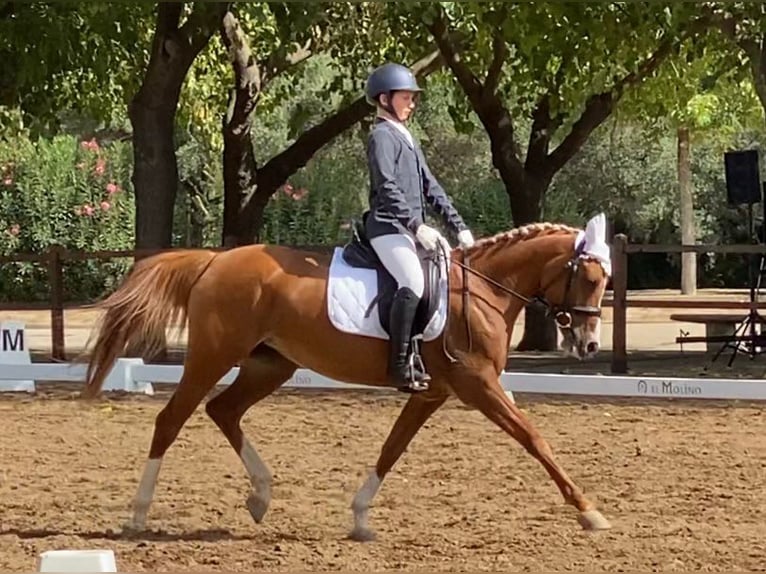 Árabe bereber Yegua 12 años Alazán in Madrid