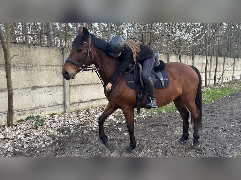 Árabe bereber Mestizo Yegua 12 años Castaño in Berlin