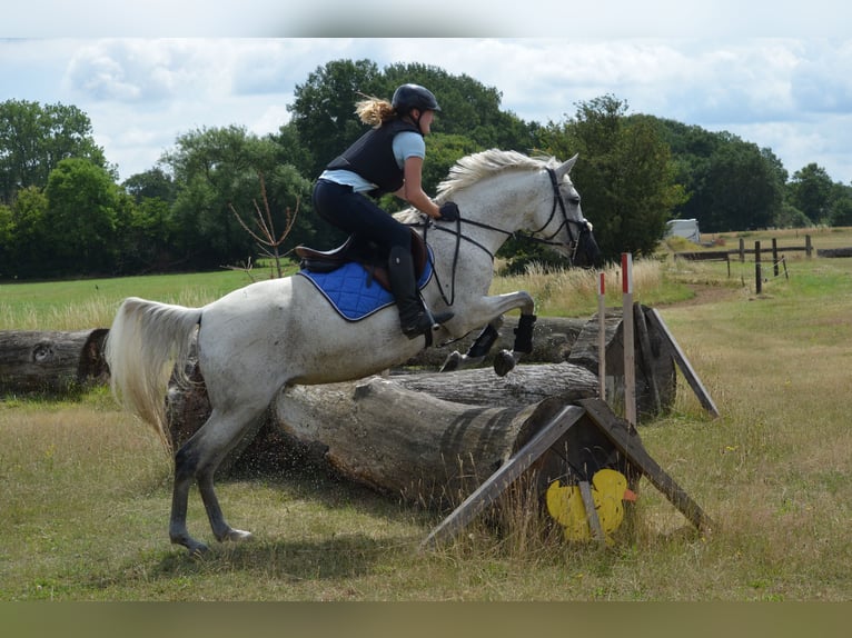 Árabe bereber Mestizo Yegua 13 años 157 cm Tordo in Ibbenbüren