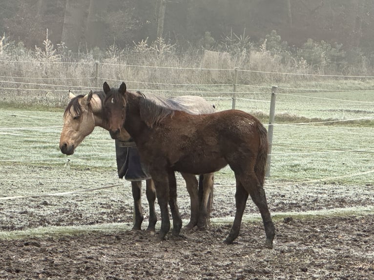 Árabe bereber Yegua 1 año 158 cm Castaño rojizo in EngelsbergEngelsberg