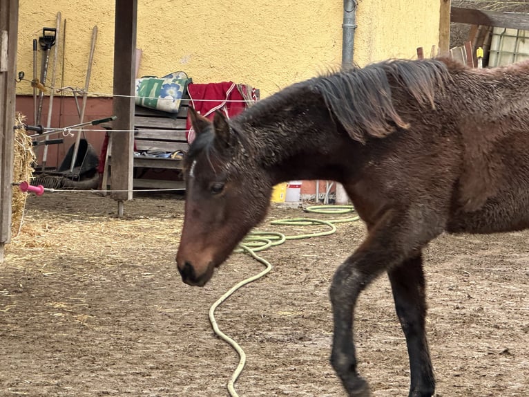 Árabe bereber Yegua 1 año 158 cm Castaño rojizo in EngelsbergEngelsberg