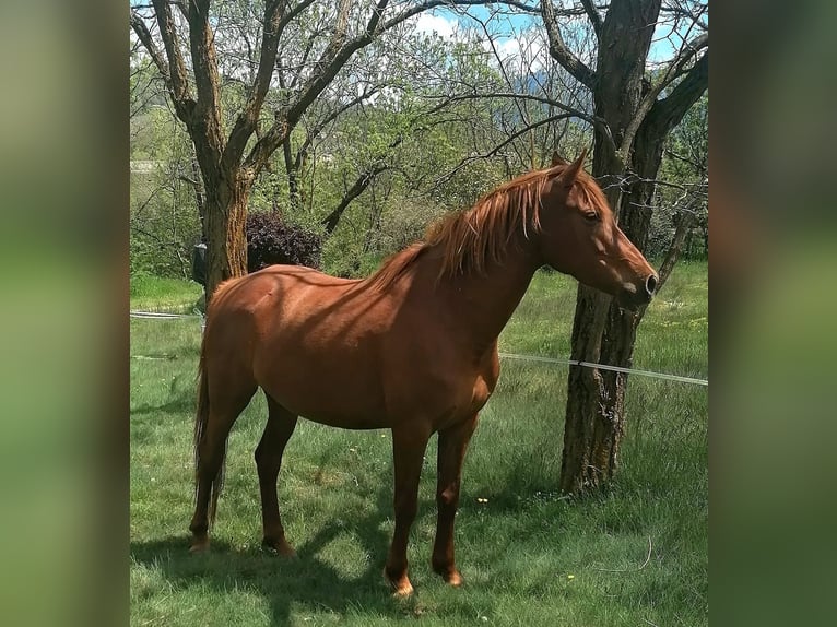 Árabe bereber Mestizo Yegua 5 años 155 cm Alazán in Latour-de-Carol