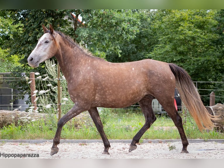 Árabe bereber Yegua 8 años 155 cm Tordo in L&#xF6;wenberger Land