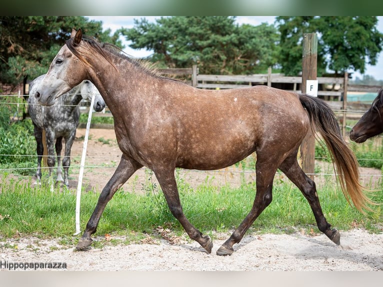 Árabe bereber Yegua 8 años 155 cm Tordo in L&#xF6;wenberger Land