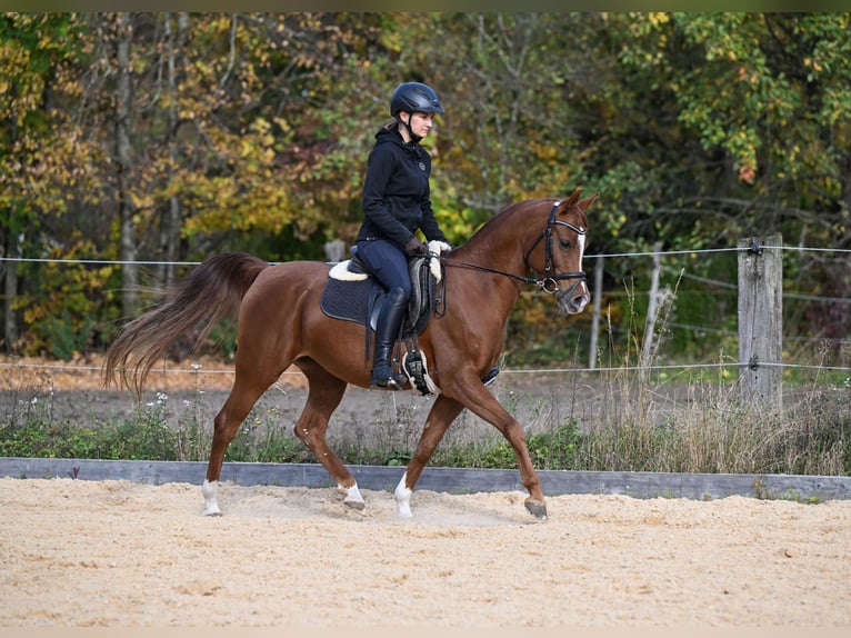 Árabe bereber Yegua 9 años 148 cm Alazán in Seeon-Seebruck
