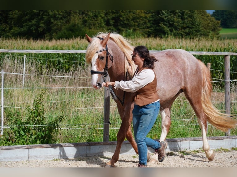 Árabe bereber Yegua Potro (05/2025) 154 cm Tordo ruano in Hohenstein Bernloch