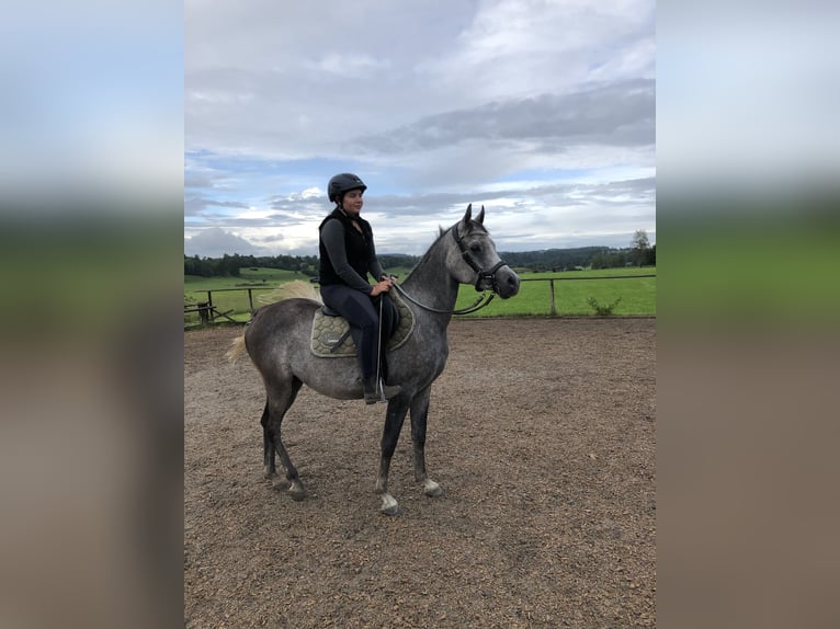 Árabe egipcio Caballo castrado 10 años 145 cm Tordo picazo in Ohlstadt