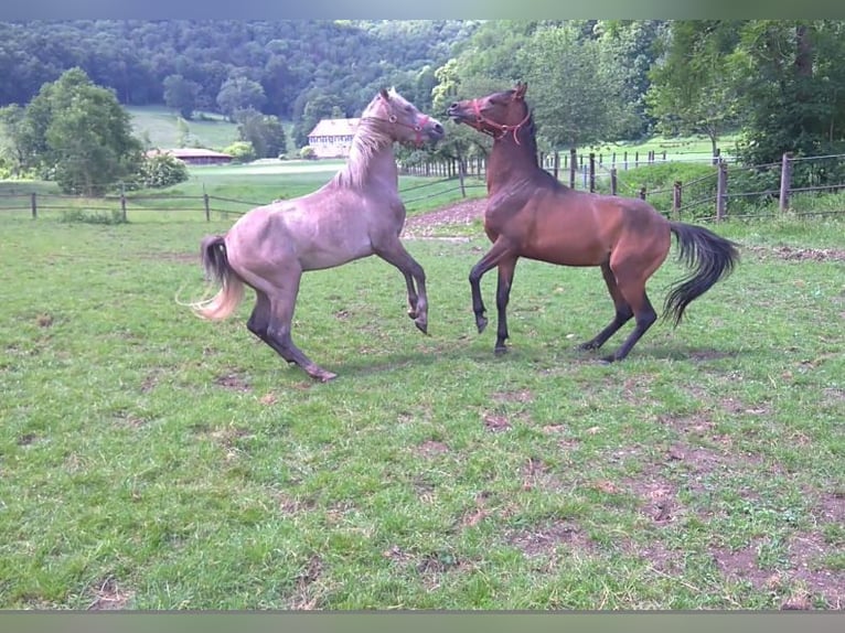 Árabe egipcio Caballo castrado 10 años 157 cm Tordo rodado in Ulm