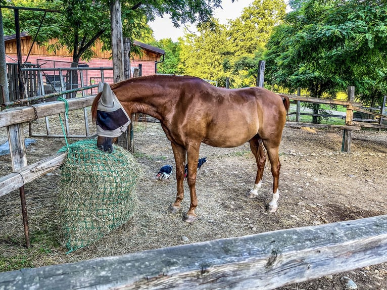 Árabe egipcio Caballo castrado 11 años 164 cm Alazán in Borgaro Torinese