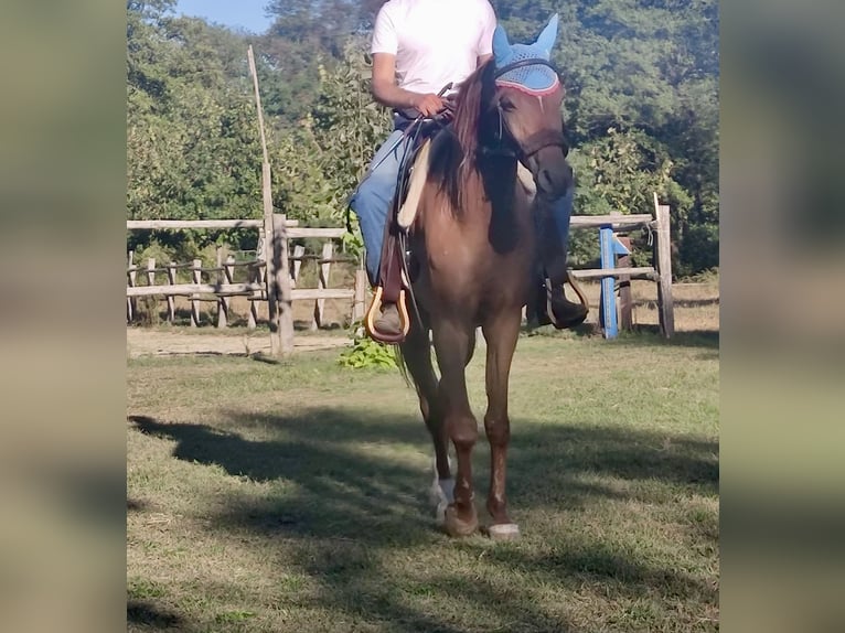 Árabe egipcio Caballo castrado 11 años 164 cm Alazán in Borgaro Torinese