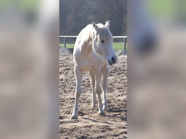 Árabe egipcio Caballo castrado 11 años Tordo in Adelebsen