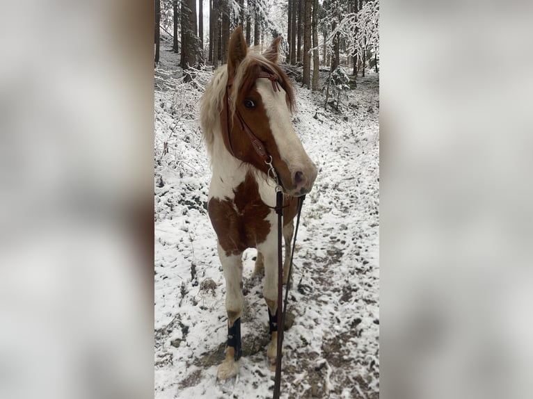 Árabe egipcio Mestizo Caballo castrado 12 años 140 cm Pío in Treffen