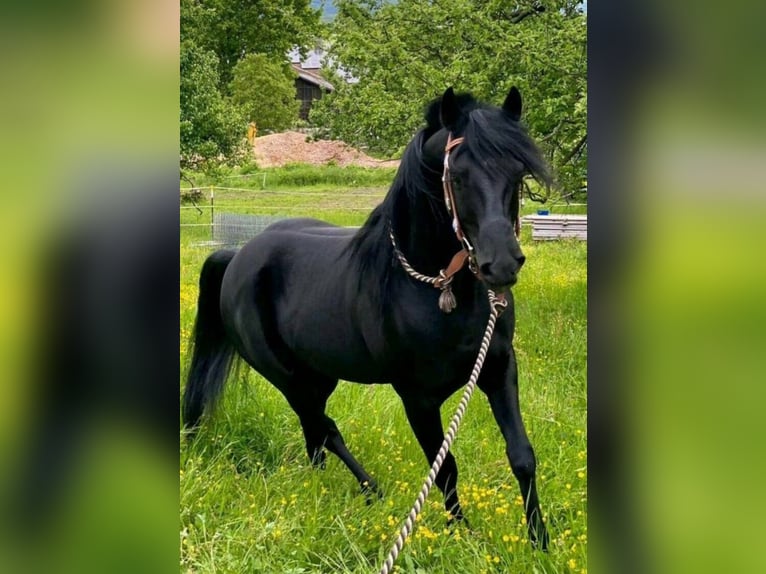 Árabe egipcio Caballo castrado 12 años 146 cm Negro in Reutlingen