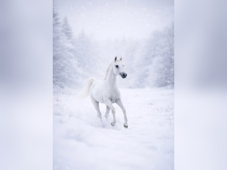 Árabe egipcio Caballo castrado 13 años 155 cm Tordo in Hartenholm