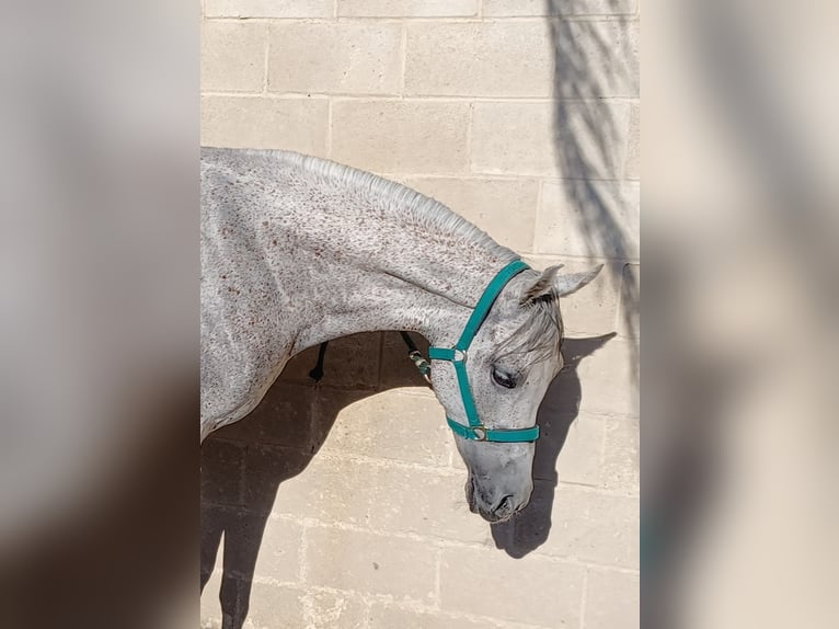 Árabe egipcio Caballo castrado 13 años 157 cm Tordo in Valencia