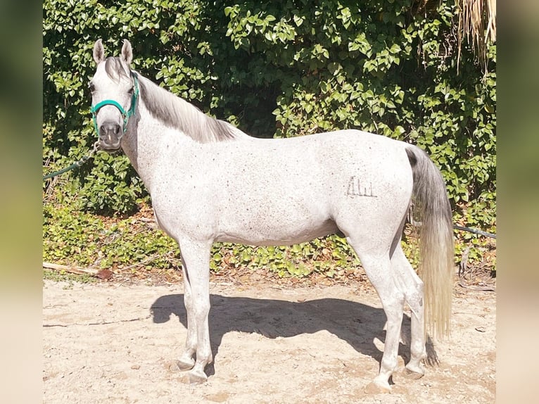 Árabe egipcio Caballo castrado 13 años 157 cm Tordo in Valencia