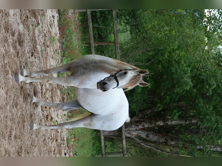 Árabe egipcio Caballo castrado 14 años 152 cm Tordo in Clairvaux-d'Aveyron