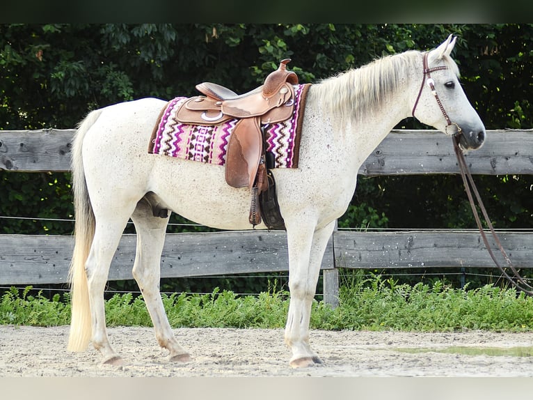 Árabe egipcio Caballo castrado 14 años 154 cm Tordo in Golmbach