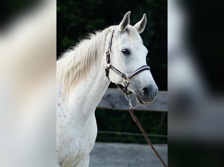 Árabe egipcio Caballo castrado 14 años 154 cm Tordo in Golmbach