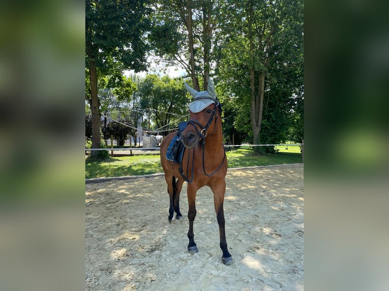 Árabe egipcio Caballo castrado 14 años 156 cm Castaño in Sankt Goar