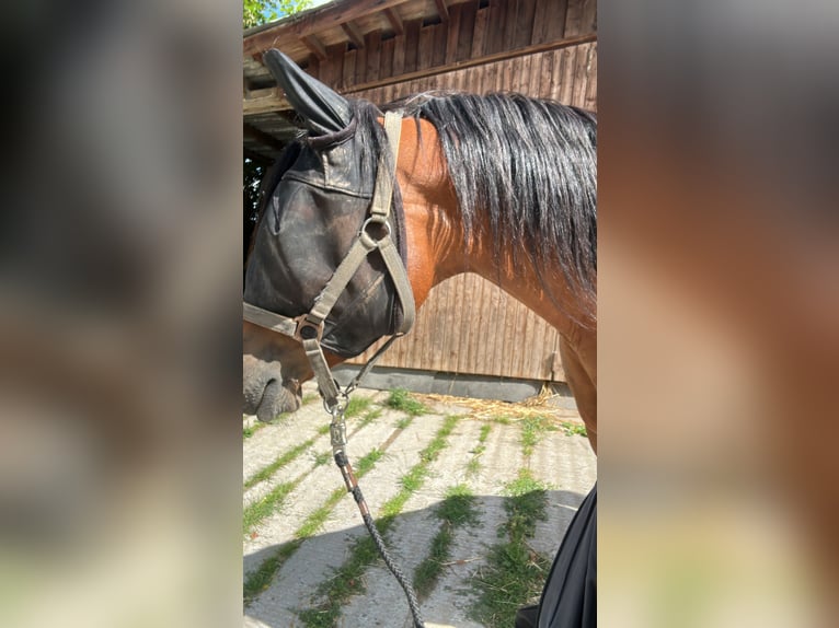 Árabe egipcio Caballo castrado 14 años 156 cm Castaño in Sankt Goar