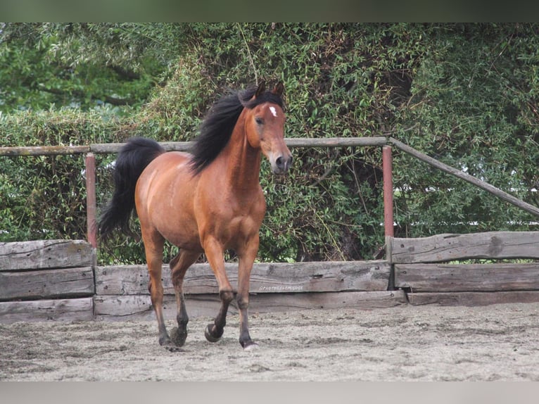 Árabe egipcio Caballo castrado 15 años 146 cm Castaño in Freiburg im Breisgau