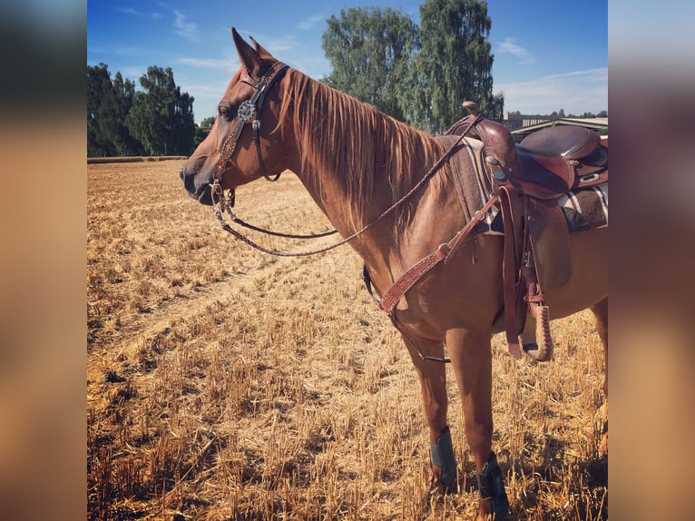 Árabe egipcio Caballo castrado 16 años 155 cm Alazán in Wiesloch