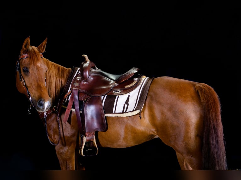 Árabe egipcio Caballo castrado 16 años 155 cm Alazán in Wiesloch