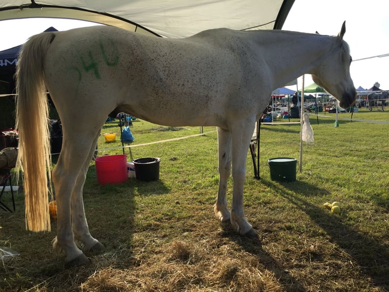 Árabe egipcio Caballo castrado 17 años 152 cm Tordo in Scheden