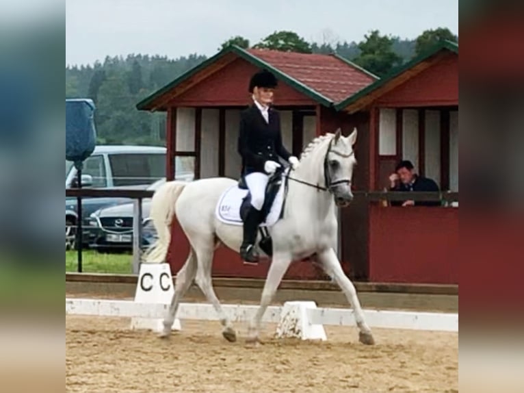 Árabe egipcio Caballo castrado 18 años 152 cm Tordo picazo in Herrsching am Ammersee