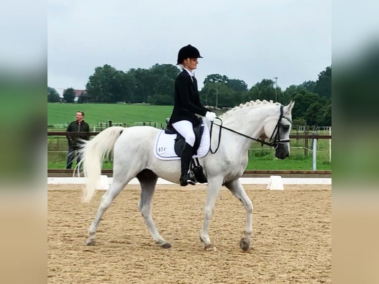 Árabe egipcio Caballo castrado 18 años 152 cm Tordo picazo in Herrsching am Ammersee