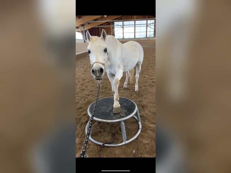 Árabe egipcio Caballo castrado 18 años 152 cm Tordo picazo in Herrsching am Ammersee